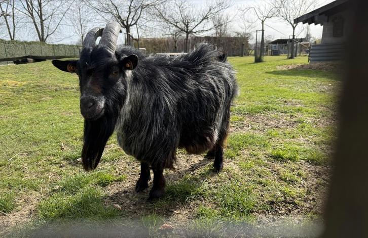 Blauwschimmel tan dwergeitenbok - dekbok 5jaar, Animaux & Accessoires, Moutons, Chèvres & Cochons