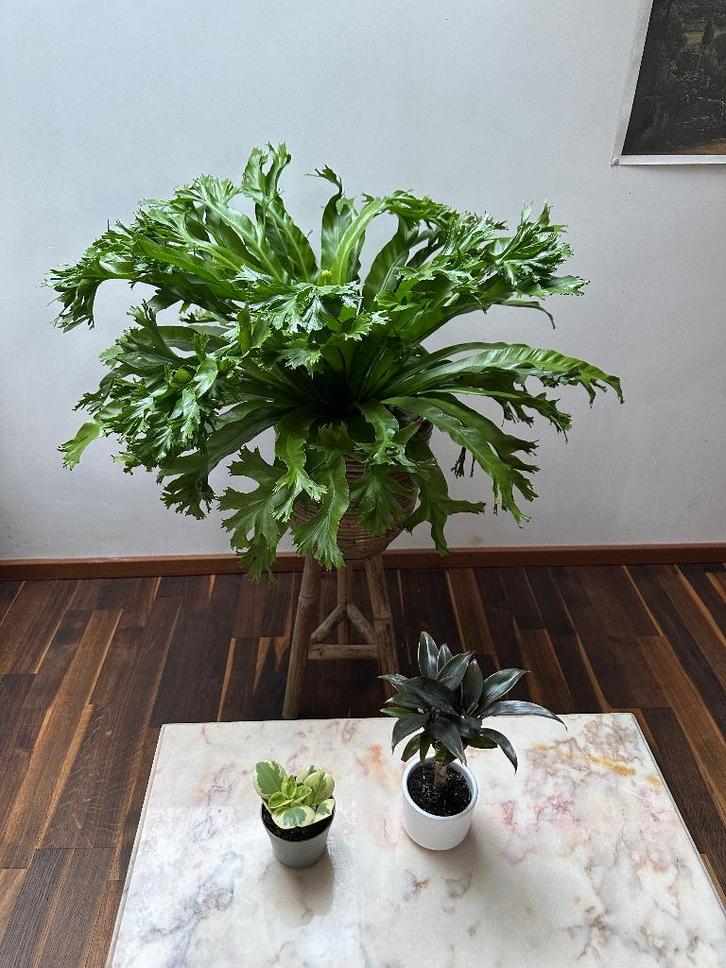 Australische vogelnestvaren + 2 planten, Huis en Inrichting, Kamerplanten, Overige soorten, In pot, Ophalen