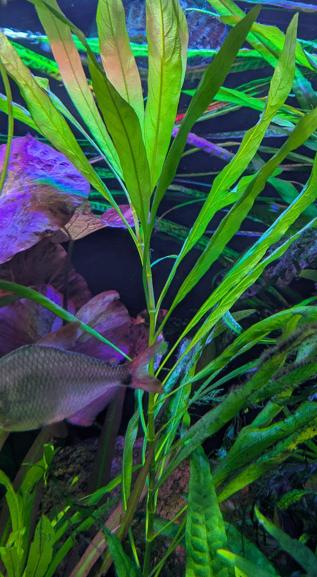 Hygrophila Corymbosa 'Angustifolia', Ophalen, Gebruikt, Plant(en), Steen of Hout