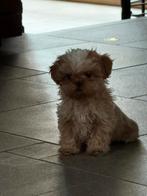Lhasa apso pups klein modelletje, Dieren en Toebehoren, Parvo, België, Overige rassen, 8 tot 15 weken