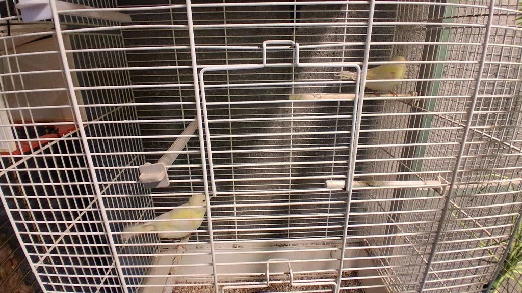 Wit gele jonge kanaries 2026 fel gebouwd, erg mooie vogels, Dieren en Toebehoren, Ophalen