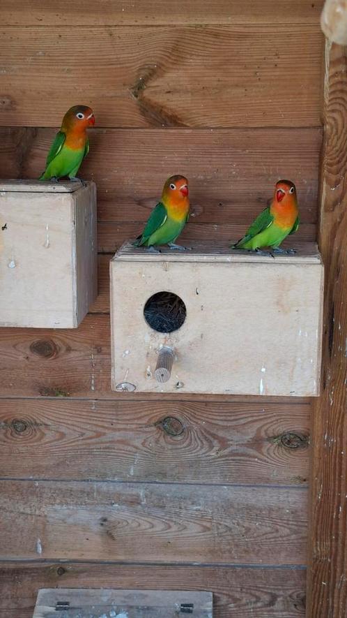 Jonge agapornis fisheri, Dieren en Toebehoren, Vogels | Parkieten en Papegaaien, Dwergpapegaai of Agapornis, Meerdere dieren, Geringd