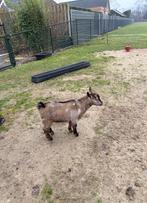 Prachtig dwerg bokje bok met maanvlekken maanvlek, Dieren en Toebehoren, Mannelijk, Geit, 0 tot 2 jaar