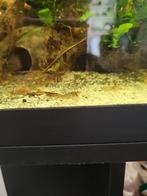 Garnalen, Dieren en Toebehoren, Vissen | Aquariumvissen, Kreeft, Krab of Garnaal, Zoetwatervis