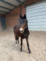 3 jarige ruin, Springpaard, Minder dan 160 cm, Ruin, 3 tot 6 jaar