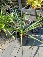 yucca gloriosa, Jardin & Terrasse, Plantes | Jardin, Enlèvement