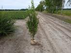 liguster met kluit, Ophalen, Liguster