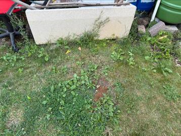 Plantenbak in beton beschikbaar voor biedingen