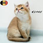 Chinchilla Gold - Britse Korthaar kittens te koop, Meerdere dieren, Gechipt, 0 tot 2 jaar