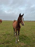 Veulen te koop, Dieren en Toebehoren, Paarden, Hengst, Springpaard, 0 tot 2 jaar