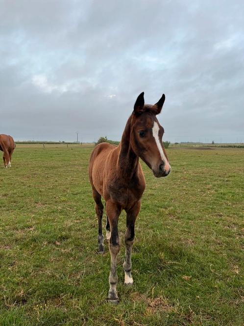 Veulen te koop, Dieren en Toebehoren, Paarden, Hengst, 0 tot 2 jaar, Springpaard