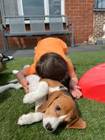 Lieve Beagle pup, Dieren en Toebehoren, Honden | Beagles, Bassets en Lopende honden, Meerdere, 8 tot 15 weken, Meerdere dieren