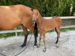Mooi hengstenveulen te koop, Dieren en Toebehoren, Paarden, Springpaard, Gechipt, 0 tot 2 jaar, Hengst