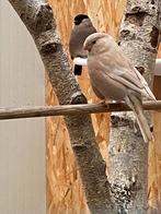 Goudvinken, Meerdere dieren, Wildzangvogel, Geringd