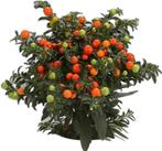 Zaden van Solanum pseudoc.   oogst 2025, Ophalen of Verzenden, Gehele jaar, Zaad