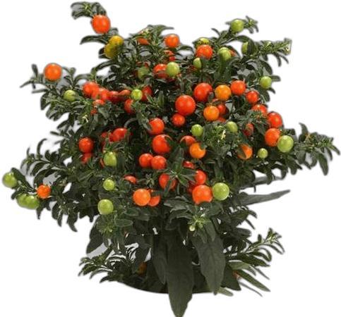 Graines de Solanum pseudoc. récolte 2025, Jardin & Terrasse, Bulbes & Semences, Graine, Toute l'année, Enlèvement ou Envoi