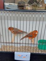 Kanaries, Dieren en Toebehoren, Vogels | Kanaries