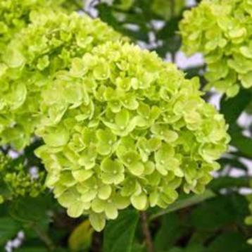 Hydrangea Limelight met korting beschikbaar voor biedingen