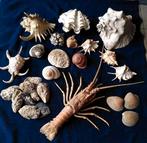 Verzameling schelpen & kreeft, Verzamelen, Schelp(en), Ophalen
