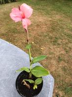 Canna Cannova, Ophalen