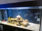 Aquarium Juwel Rio 180 eau de mer, Enlèvement, Utilisé