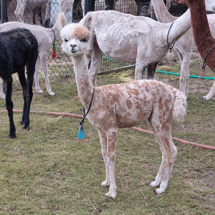 Alpaca appaloosa hengstje, Dieren en Toebehoren, Overige Dieren, Mannelijk, Oktober