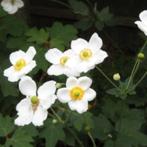 Anemone 'Honorine Jobert'  Laatste 10 stuks!!, Tuin en Terras, Planten | Tuinplanten, Volle zon, Vaste plant, Herfst, Ophalen