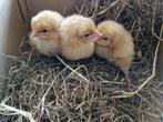 Kuikentjes laatste week, Dieren en Toebehoren, Geslacht onbekend, Kip