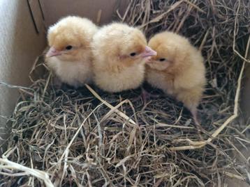 Kuikentjes laatste week, Dieren en Toebehoren, Pluimvee, Geslacht onbekend, Kip