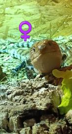 Tilliqua squinque a langue bleu femelle plus terra en osb, Dieren en Toebehoren, Reptielen en Amfibieën | Toebehoren, Ophalen