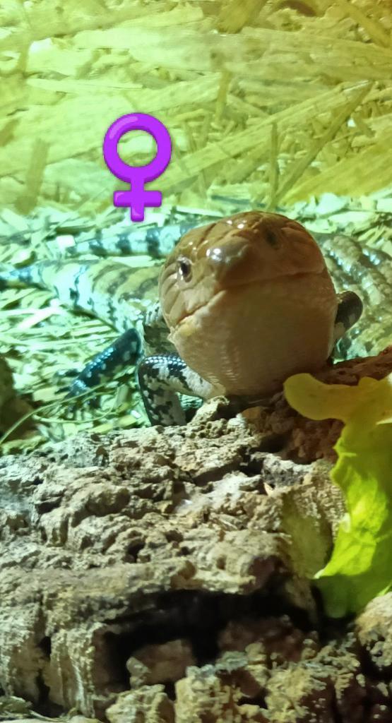 squinque a langue bleu femelle plus terra en osb de 1mx60x65, Animaux & Accessoires, Reptiles & Amphibiens | Accessoires, Enlèvement