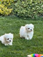 Maltezer pups, Dieren en Toebehoren, Honden | Chihuahua's en Gezelschapshonden, België, Maltezer, CDV (hondenziekte), 8 tot 15 weken