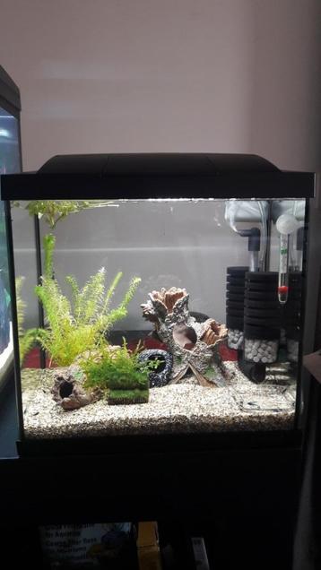 aquarium beschikbaar voor biedingen