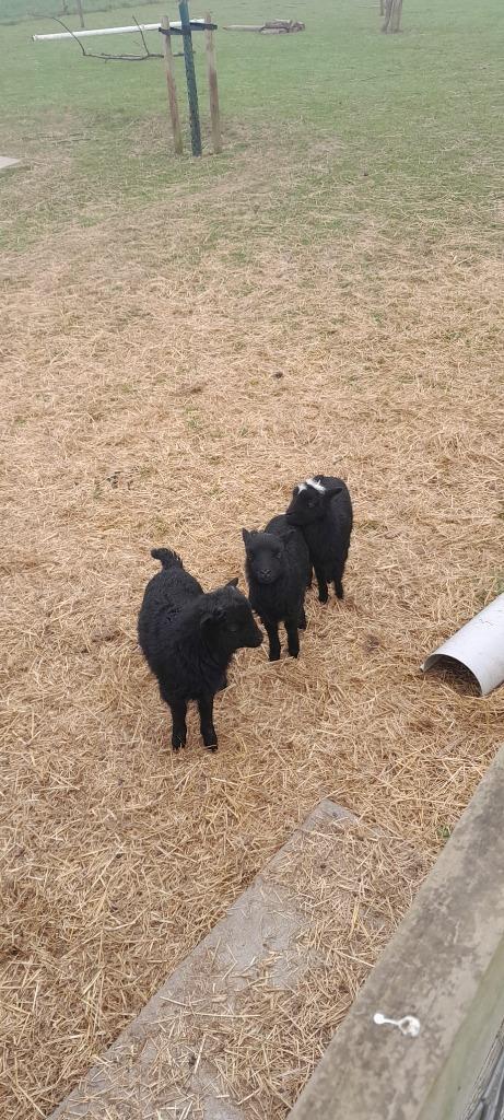Bruine ouessant schapen, Dieren en Toebehoren, Schapen, Geiten en Varkens, Schaap, Meerdere dieren, 0 tot 2 jaar