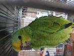 Amazone bodini papegaai, Dieren en Toebehoren, Papegaai, Geringd
