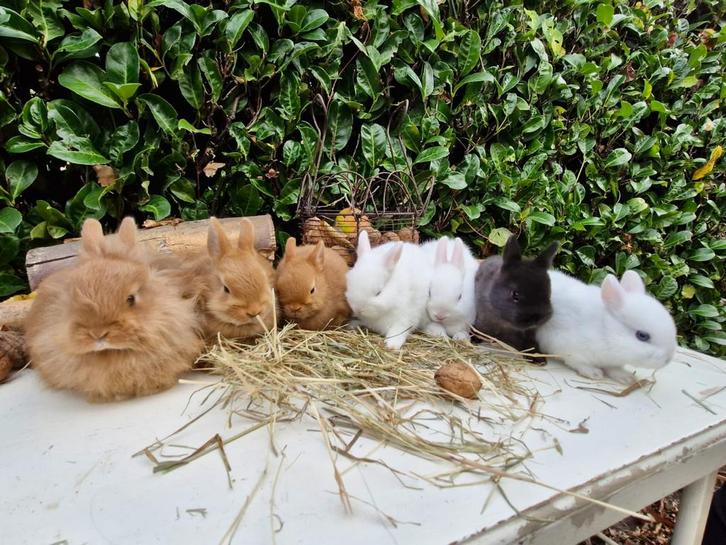 Handtamme lieve raszuivere kleurdwergjes, Dieren en Toebehoren, Konijnen, Klein, Meerdere dieren, 0 tot 2 jaar
