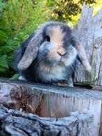 Raszuivere Nederlandse dwerg hangoor, Meerdere dieren, Dwerg, Hangoor, 0 tot 2 jaar