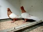 Koppel vink duiven, Dieren en Toebehoren, Vogels | Duiven