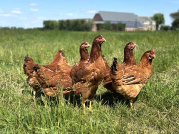 Jonge tamme Red star kippen gesekst en ingeënt, Femelle, Poule ou poulet