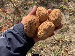 Walnoten soorten voor kleine en grote tuinen heerlijke noten, Vaste plant, Fruitplanten, Ophalen of Verzenden, Lente