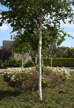 1 berk of betulla  in POT  50 cm hoog, Ophalen, In pot