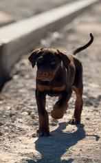 Zwarte en bruine dobermann puppy's, Dieren en Toebehoren, Honden | Bulldogs, Pinschers en Molossers, België, Fokker | Hobbymatig