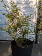 Japanse iep Zelkova Serrata, Ophalen, Herfst