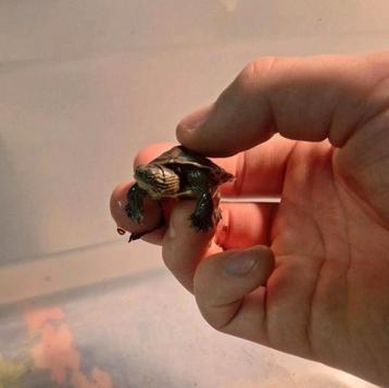 Baby waterschildpadjes  beschikbaar voor biedingen
