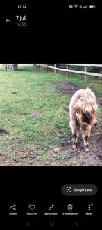 Schotsehooglander vaars, Dieren en Toebehoren, Schapen, Geiten en Varkens