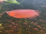Prachtige Super Red Arowana ️️, Vis