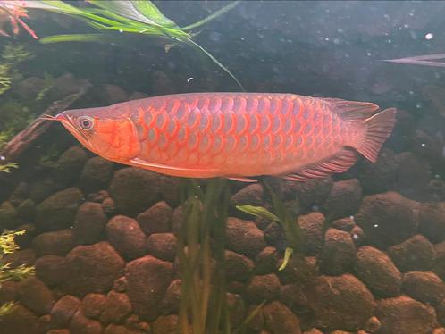 Prachtige Super Red Arowana ️️, Dieren en Toebehoren, Vissen | Aquariumvissen, Vis
