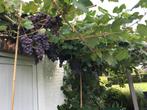 Druivenplanten, Ophalen, Bloeit niet, Vaste plant, Volle zon