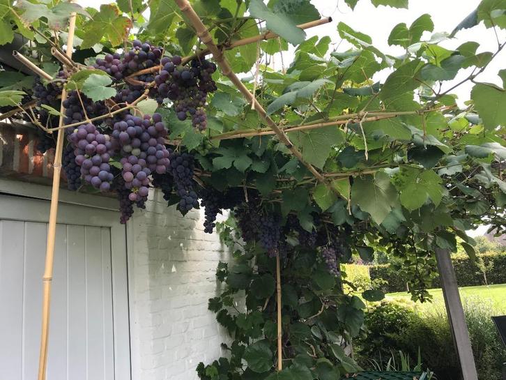 Druivenplanten, Tuin en Terras, Planten | Tuinplanten, Vaste plant, Volle zon, Bloeit niet, Ophalen