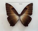 Grote “Sunset” - Morpho hecuba - vlinders,, Comme neuf, Enlèvement ou Envoi